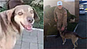Cachorro de rua ajuda policial a deter suspeito de furto em Santa Catarina.