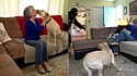 Tutores fazem simulação para testarem a coragem dos seus cães.