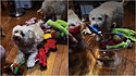 Cães são treinados pelo seu tutor a guardarem os brinquedos após o uso.