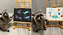 Guaxinis encantam internautas com pinturas em telas.