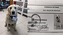 Cachorro comunitário é contratado por farmácia como segurança e ganha crachá.