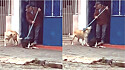 Homem é flagrado acariciando cães com a vassoura, equanto varre a calçada.