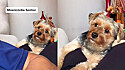 Cachorro fica incrédulo após ver dono sem barba.