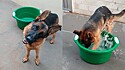 Cachorro pede para dona que coloque água na bacia para poder brincar.