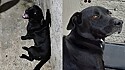Cachorro retorna para casa após ficar desaparecido 10 meses.