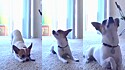 Cão obedece perfeitamente instruções do professor de yoga.