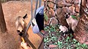 Homem oferece salsicha para gata e se emociona ao vê-la levando para seus filhotes.