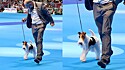 Fox Terrier de pelo duro que foi coroado o melhor cão do mundo pela World Dog Show.