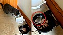 Tutores flagram cena hilária de gata repartindo comida com rato
