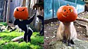Zoológico tira fotos hilárias dos animais usando cabeça de abóbora