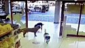 Cachorros foram filmados pela câmera de segurança da loja. 