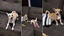 Vídeos dos cachorros com medo de oração viralizou na web. 