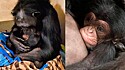 Chimpanzé tem encontro emocionante com filhote recém-nascido após dois dias separados.