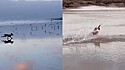 Cão tropeça durante perseguição de gaivota na praia e vídeo cai na graça da web.