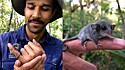 Durante inspeção de rotina em santuário, pesquisadores encontram animal menor que dedo minguinho .