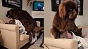 Cão gigante não tem noção do seu tamanho reivindica seu espaço no sofá.
