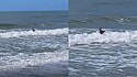 Homem fica incrédulo ao ver animal improvável se banhando no mar.