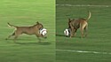Vira-lata caramelo invade partida de futebol e sai correndo com a bola.