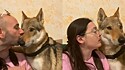 Cão rejeita beijo de dona e aceita só de tutor.