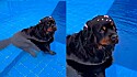 Rottweiler entra em piscina após recém chegar em casa do pet shop.