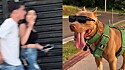 Dono grava reação das pessoas ao verem seu pitbull usando óculos de sol.