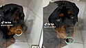 Jovem mostra reação de cão da raça rottweiler ao tomar banho em pet shop.