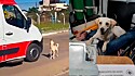 Cão recebe permissão de socorristas para acompanhar dono em ambulância.