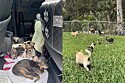 Doze chihuahuas idosos resgatados, que nunca haviam visto grama antes, ficam em êxtase ao pisar na relva.