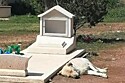 Cão não sai de perto do túmulo do tutor em cemitério.