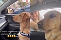 Labrador fica com ciúmes após flagrar dona com outro cão