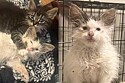 Gatinha de adoção aparenta ter acabado de acordar da soneca mais longa de todas