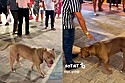 Homem solta seu cão da raça pit monster na praça e a reação das pessoas é inesperada.