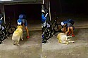 Cachorro da raça golden retriever pede carinho para suspeito de assalto em sua residência.