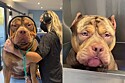 Cachorro gigante toma banho em pet shop. É um pitbull gigante?