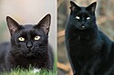 Fotos ilustrativas de um gato preto. Blackie é considerado o gato mais rico do mundo.
