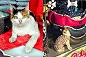  A gatinha é funcionária de um pet shop e acumula múltiplas funçõea.