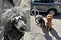 Tutor compra óculos de sol para cachorro. Você consegue adivinhar o motivo?
