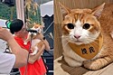 Gato exibe ‘talento musical’ nas ruas de Taiwan e surpreende internet.