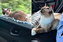 Caminhoneiro resgata gato das ruas e o torna seu companheiro de viagens.