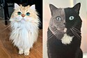 Selecionamos os 12 gatos mais bonitos da internet!