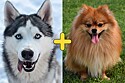 Cachorro mistura das raças husky siberiano e Lulu da Pomerânia, conquista a internet com sua beleza.