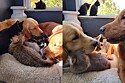 História comovente dos pets faz sucesso na web.