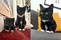 Conheça Fig, a gatinha anã que conquistou a internet.