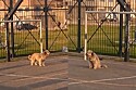 Cachorro que foi goleiro em outra reencarnação se destaca em partida de futebol