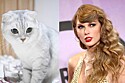 Qual a raça da gata da Taylor Swift? 