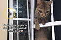 Gata invade residência e obriga jovem a adotá-la; felina preparava golpe da barriga.