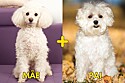 Dudu é um cachorrinho mistura das raças poodle e maltês.