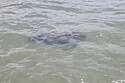 Banhista corre chamar ajuda após ver sombra de animal no mar.
