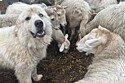 Conheça Casper, finalista do prêmio “Cão do Ano” que lutou contra 11 coiotes para proteger ovelhas.