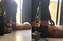 Golden carente obriga técnico a trabalhar de mãos dadas com ele.
